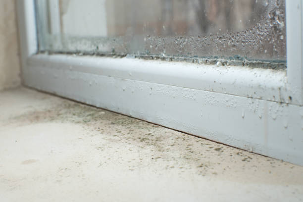 Mold Documentation for Insurance Claims